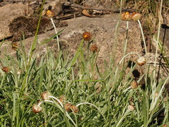 Leucochrysum albicans