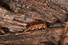 Parcoblatta pennsylvanica