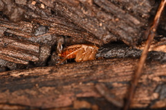 Parcoblatta pennsylvanica