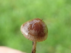Agaricales