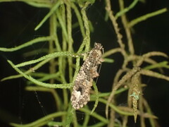 Lysiphragma epixyla