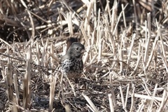 Passerella iliaca unalaschcensis