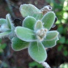 Moquiniastrum cordatum