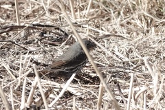 Passerella iliaca unalaschcensis