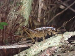 Hemiandrus maculifrons