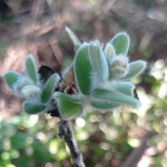 Moquiniastrum cordatum