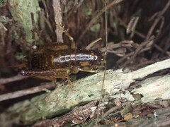 Hemiandrus maculifrons