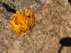 Leucochrysum albicans