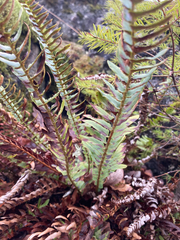 Polystichum imbricans