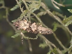 Lysiphragma epixyla