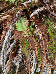 Polystichum imbricans