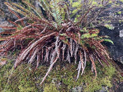 Polystichum imbricans