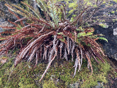 Polystichum imbricans