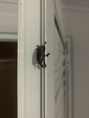 Homalinotus deplanatus
