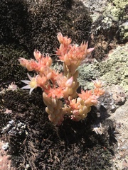 Sedum hispanicum
