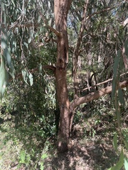 Eucalyptus dives