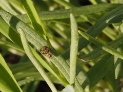 Austrotephritis poenia