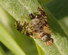 Austrotephritis poenia
