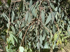 Eucalyptus dives