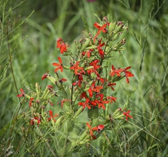 Silene regia