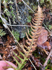 Polystichum imbricans