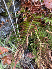 Polystichum imbricans
