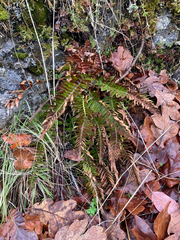 Polystichum imbricans