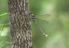 Petalura litorea