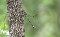 Petalura litorea