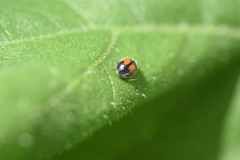 Diomus notescens