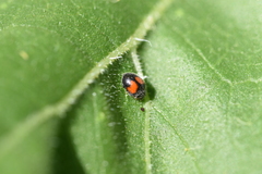 Diomus notescens