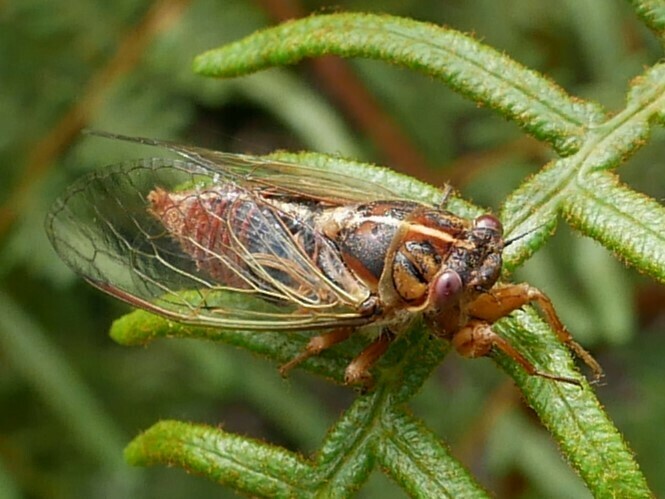 Blood Redtail Cicada from Charleston, New Zealand on January 6, 2023 at ...