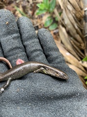 Oligosoma aeneum