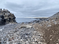 Leptonychotes weddellii