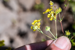 Potentilla gracilis