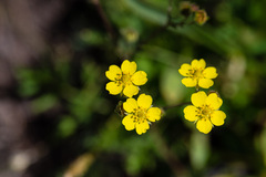 Potentilla gracilis
