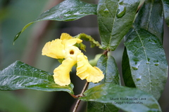 Mandevilla subsagittata