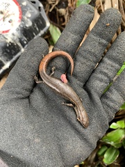 Oligosoma aeneum