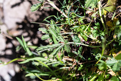 Potentilla gracilis