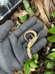 Oligosoma aeneum