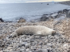 Leptonychotes weddellii