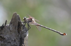 Petalura litorea