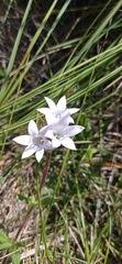 Richardia grandiflora