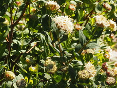 Pimelea ligustrina