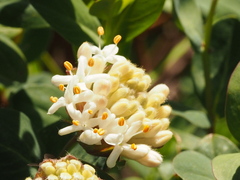 Pimelea ligustrina