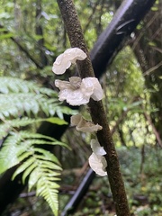 Campanella tristis
