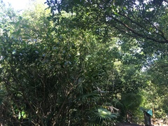 Dumetella carolinensis