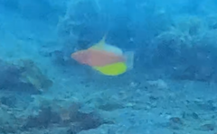 Paracheilinus flavianalis