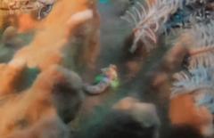 Parablennius tasmanianus