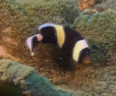 Amphiprion polymnus